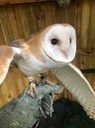 Bowie the barn owl