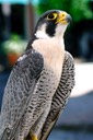 Casa Nova - Peregrine Falcon  007 copy