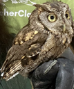 Dizzy the screech owl