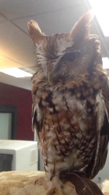 IMG_4395 Speedy perched close