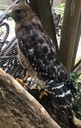Pellet the Red-Shouldered Hawk crop