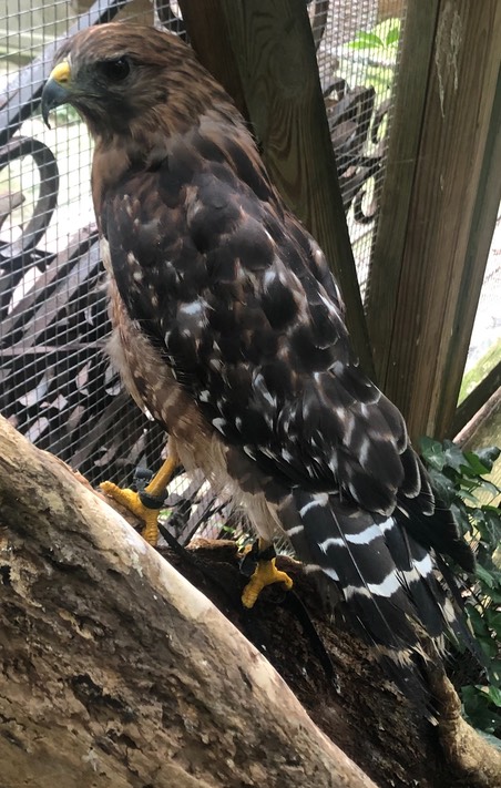 Pellet the Red-Shouldered Hawk crop