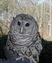 scowl1