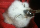single screech baby feeding