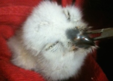 single screech baby feeding