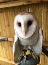 Ziggy Stardust the barn owl